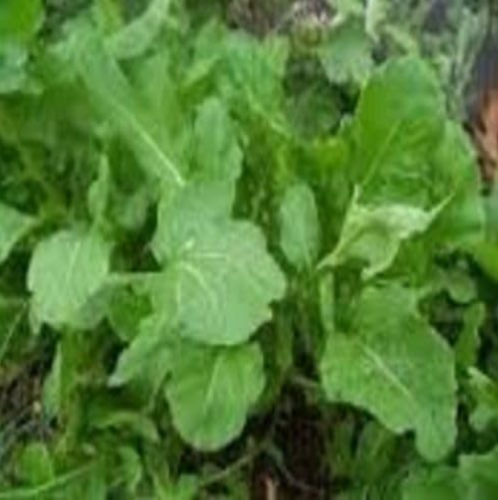 Arugula Italian Rocket Seeds, Delicious Salad Vegetable