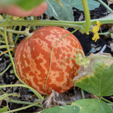 Tiger Melon Seeds, Sweet Fragrant High-Yield Striped Melon, Easy to Grow Ornamental Edible Garden Melon