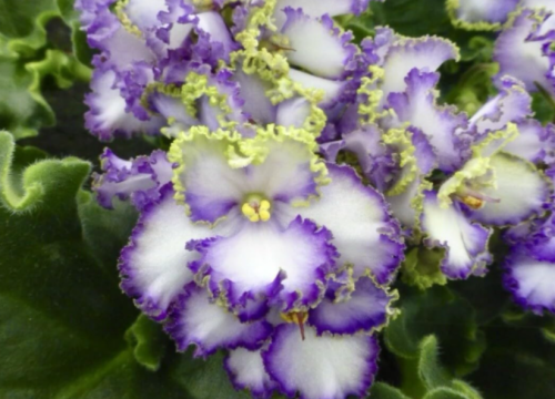 Rare Mixed African Violet Seeds Saintpaulia ionantha, Indoor Houseplant for Windowsill & Greenhouse