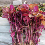 Red Round Leaf Amaranth Seeds – Tender and Low-Fiber, Year-Round Planting, Heat and Cold Tolerant, High Yield, Easy Grow