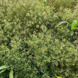 Cumin Seeds – Cuminum cyminum | Annual Herb for Seasoning & Compound Blends