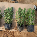 Narrowleaf Lavender Seeds – Lavandula angustifolia, Perennial, Heat, Cold & Drought Tolerant for Garden & Containers