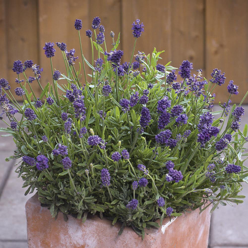 Narrowleaf Lavender Seeds – Lavandula angustifolia, Perennial, Heat, Cold & Drought Tolerant for Garden & Containers