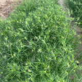 Cumin Seeds – Cuminum cyminum | Annual Herb for Seasoning & Compound Blends