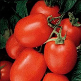 Health Kick High Lycopene Tomato Seeds, Non-GMO Organic Bush Plum Tomato for Home Garden & Sauce Making