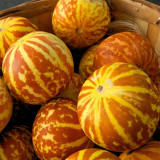 Tiger Melon Seeds, Sweet Fragrant High-Yield Striped Melon, Easy to Grow Ornamental Edible Garden Melon