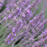 Narrowleaf Lavender Seeds – Lavandula angustifolia, Perennial, Heat, Cold & Drought Tolerant for Garden & Containers