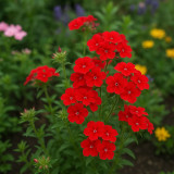 Scarlet Annual Phlox Seeds – Phlox drummondii 'Crimson Beauty', Dwarf Compact, Fragrant Cut Flower, Easy to Grow