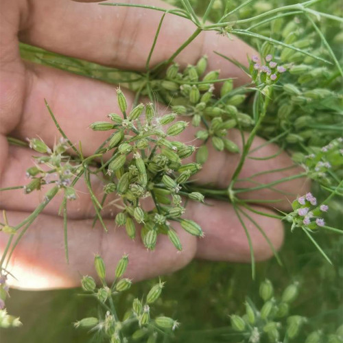 Cumin Seeds – Cuminum cyminum | Annual Herb for Seasoning & Compound Blends