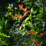 Mixed Color Gloriosa Lily Bulbs – Exotic Flame-Like Perennial Climber for Trellises, Containers & Cut Flowers