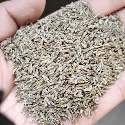 Cumin Seeds – Cuminum cyminum | Annual Herb for Seasoning & Compound Blends