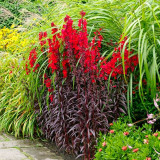 'Queen Victoria' Cardinal Flower Seeds – Striking Color, Compact Growth, Easy to Grow, Ideal for Home Gardens
