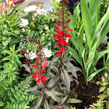'Queen Victoria' Cardinal Flower Seeds – Striking Color, Compact Growth, Easy to Grow, Ideal for Home Gardens