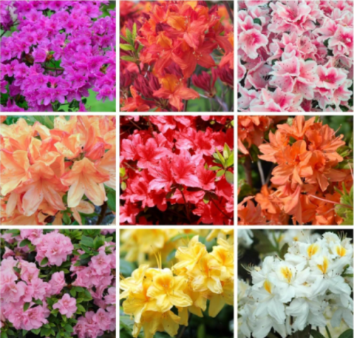 Mixed Azalea Flower Seeds, Hardy Flowering Shrub for Garden & Potted Planting