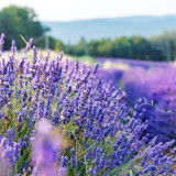 Narrowleaf Lavender Seeds – Lavandula angustifolia, Perennial, Heat, Cold & Drought Tolerant for Garden & Containers