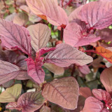 Red Round Leaf Amaranth Seeds – Tender and Low-Fiber, Year-Round Planting, Heat and Cold Tolerant, High Yield, Easy Grow