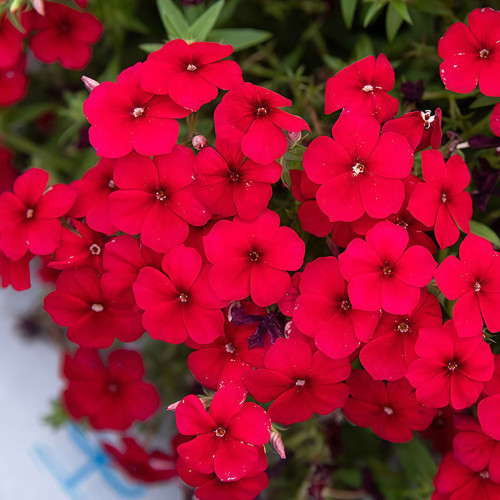Scarlet Annual Phlox Seeds – Phlox drummondii 'Crimson Beauty', Dwarf Compact, Fragrant Cut Flower, Easy to Grow