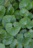 Wild Ginger Asarum Canadense Bare Root Rhizomes, Shade Loving Ground Cover Plant for Woodland Garden