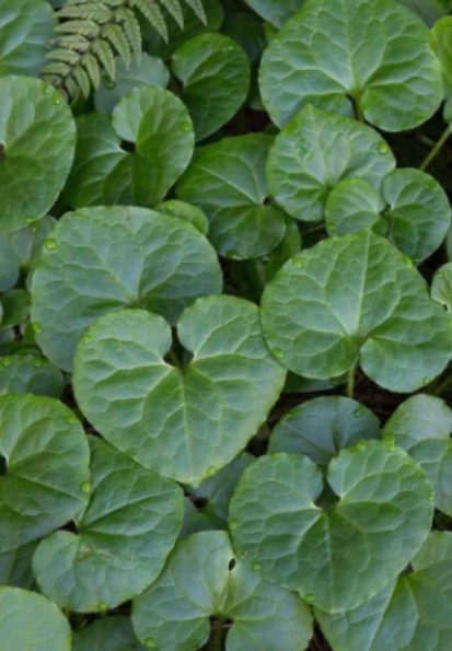 Wild Ginger Asarum Canadense Bare Root Rhizomes, Shade Loving Ground Cover Plant for Woodland Garden