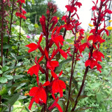 'Queen Victoria' Cardinal Flower Seeds – Striking Color, Compact Growth, Easy to Grow, Ideal for Home Gardens