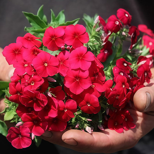 Scarlet Annual Phlox Seeds – Phlox drummondii 'Crimson Beauty', Dwarf Compact, Fragrant Cut Flower, Easy to Grow