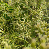 Cumin Seeds – Cuminum cyminum | Annual Herb for Seasoning & Compound Blends