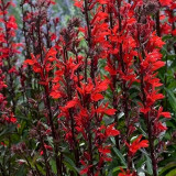 'Queen Victoria' Cardinal Flower Seeds – Striking Color, Compact Growth, Easy to Grow, Ideal for Home Gardens