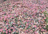 Alaska Wild Harvest Bunchberry Seeds Cornus Canadensis, Cold Hardy Shade Perennial Ground Cover