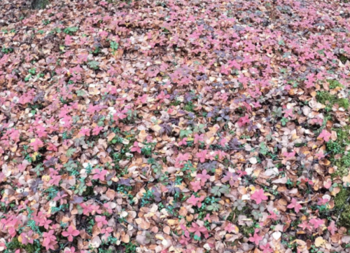 Alaska Wild Harvest Bunchberry Seeds Cornus Canadensis, Cold Hardy Shade Perennial Ground Cover