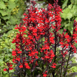 'Queen Victoria' Cardinal Flower Seeds – Striking Color, Compact Growth, Easy to Grow, Ideal for Home Gardens