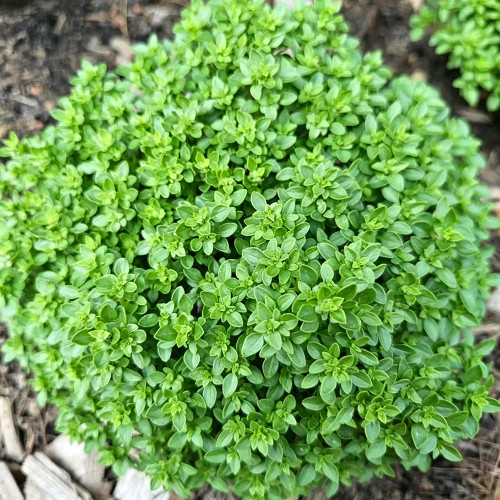 Aristotle Basil Seeds – Ocimum basilicum Compact Bush Basil, Edible Culinary Herb, Late Bolting, Perfect Potted Plant
