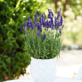 Narrowleaf Lavender Seeds – Lavandula angustifolia, Perennial, Heat, Cold & Drought Tolerant for Garden & Containers