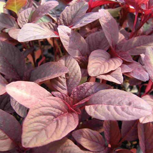 Red Round Leaf Amaranth Seeds – Tender and Low-Fiber, Year-Round Planting, Heat and Cold Tolerant, High Yield, Easy Grow