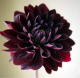 Rare Black Red Edge Dahlia Seeds Bulb, Perennial Decorative Flower for Home Garden & Cut Flower