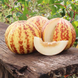 Tiger Melon Seeds, Sweet Fragrant High-Yield Striped Melon, Easy to Grow Ornamental Edible Garden Melon