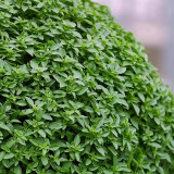 Aristotle Basil Seeds – Ocimum basilicum Compact Bush Basil, Edible Culinary Herb, Late Bolting, Perfect Potted Plant