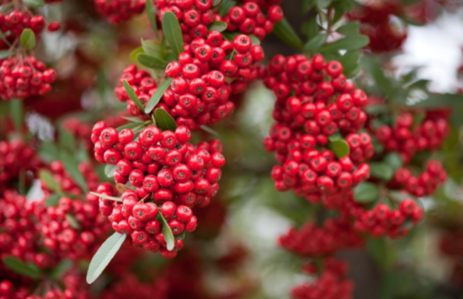 Scarlet Firethorn Seeds Pyracantha Coccinea, Fast Growing Hardy Evergreen Barrier Hedge Shrub