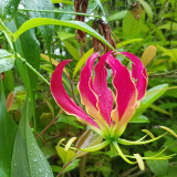Mixed Color Gloriosa Lily Bulbs – Exotic Flame-Like Perennial Climber for Trellises, Containers & Cut Flowers