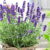 Narrowleaf Lavender Seeds – Lavandula angustifolia, Perennial, Heat, Cold & Drought Tolerant for Garden & Containers