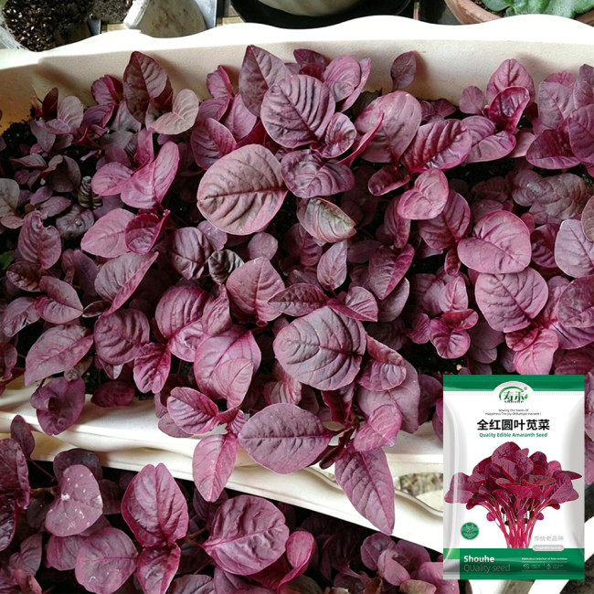 Red Round Leaf Amaranth Seeds – Tender and Low-Fiber, Year-Round Planting, Heat and Cold Tolerant, High Yield, Easy Grow