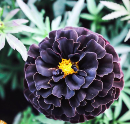 Hybrid Black Marigold Seeds for Garden Planting