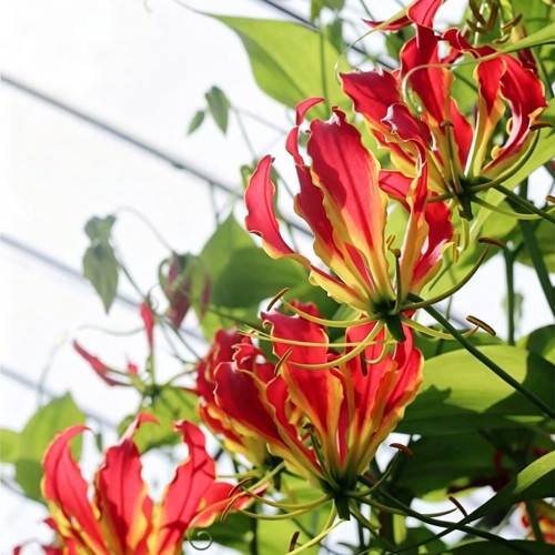 Mixed Color Gloriosa Lily Bulbs – Exotic Flame-Like Perennial Climber for Trellises, Containers & Cut Flowers