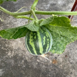 Tiger Melon Seeds, Sweet Fragrant High-Yield Striped Melon, Easy to Grow Ornamental Edible Garden Melon