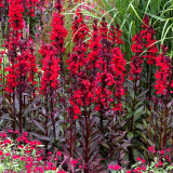 'Queen Victoria' Cardinal Flower Seeds – Striking Color, Compact Growth, Easy to Grow, Ideal for Home Gardens