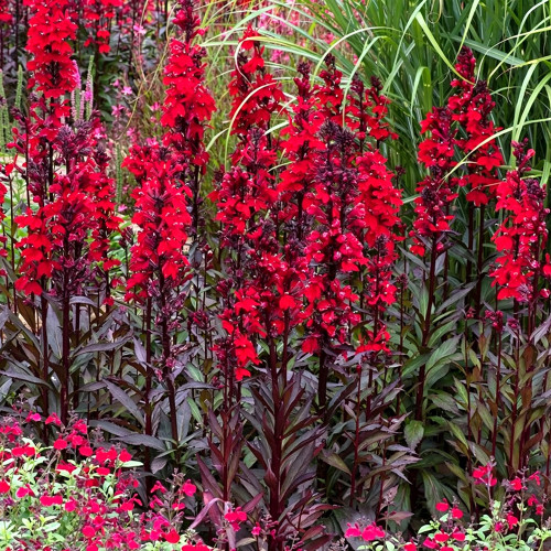 'Queen Victoria' Cardinal Flower Seeds – Striking Color, Compact Growth, Easy to Grow, Ideal for Home Gardens