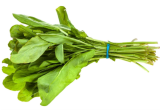 Broad Leaf Sorrel Seeds, Non-GMO Heirloom Edible Herb for Home Garden