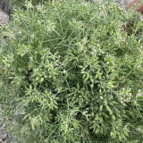 Cumin Seeds – Cuminum cyminum | Annual Herb for Seasoning & Compound Blends