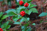 Bunchberry Dogwood Seeds Cornus Canadensis, Dwarf Shade Ground Cover with Edible Red Berries