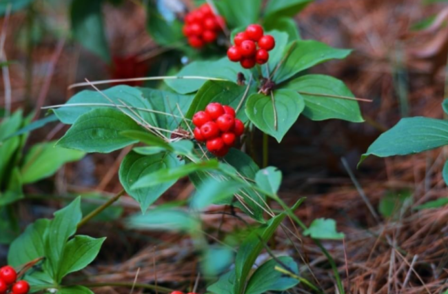 Bunchberry Dogwood Seeds Cornus Canadensis, Dwarf Shade Ground Cover with Edible Red Berries