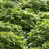 Aristotle Basil Seeds – Ocimum basilicum Compact Bush Basil, Edible Culinary Herb, Late Bolting, Perfect Potted Plant